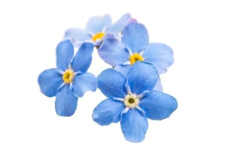 Vasaxal incluye Forget -Me -Nots