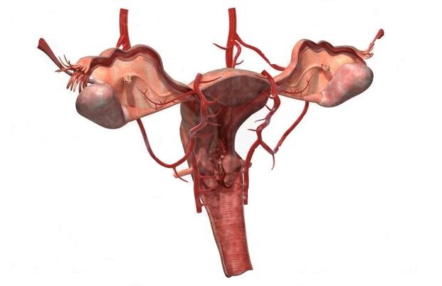 Razones para el desarrollo de venas varicosas de la pelvis pequeña.