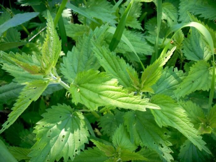 La ortiga es un remedio eficaz para el tratamiento de las varices en las primeras etapas.